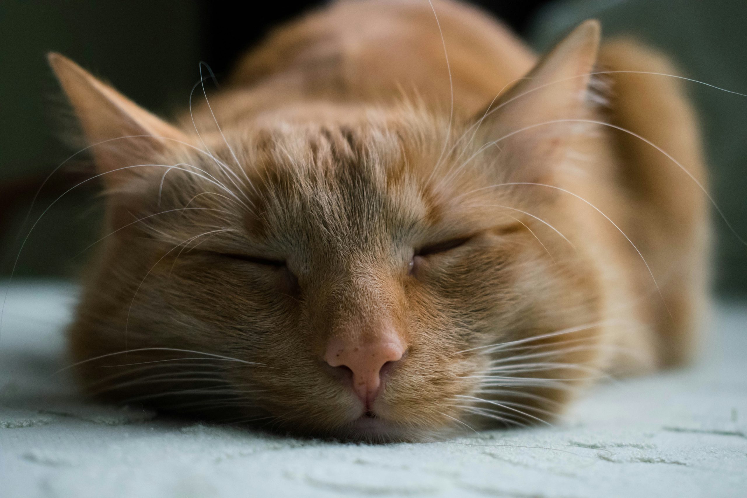 Kucing Tiba-Tiba Sakit? Mungkin Ini Tanda Dijangkiti Parvovirus