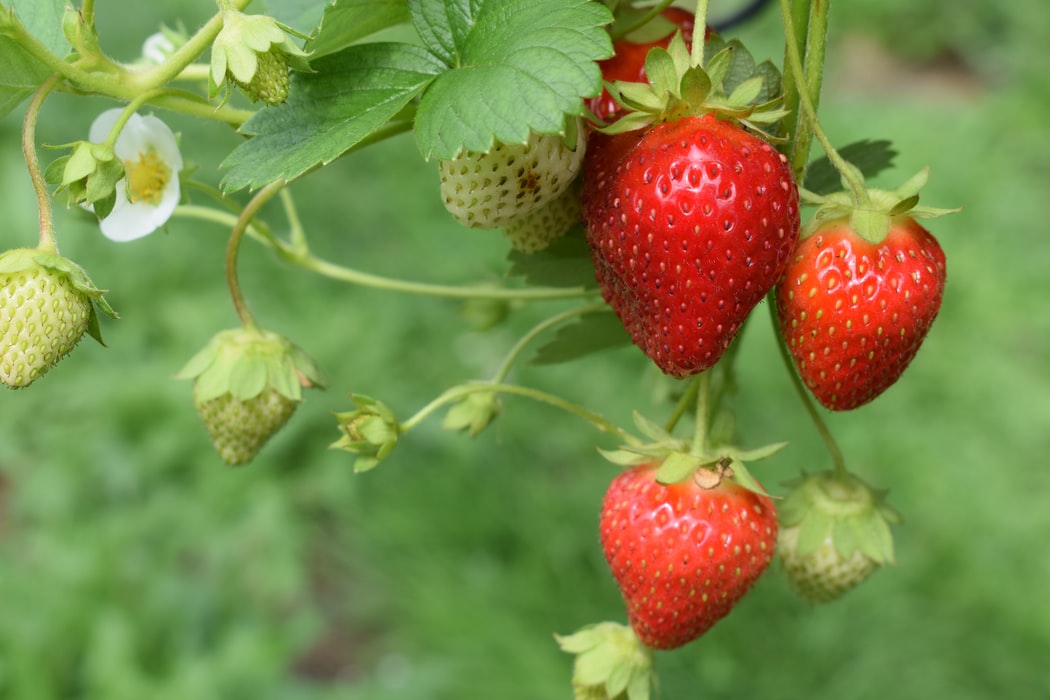 Strawberi Bukan Beri – Tahukah Anda Satu Strawberi Mempunyai Purata 200 Biji Di Luar Buah?