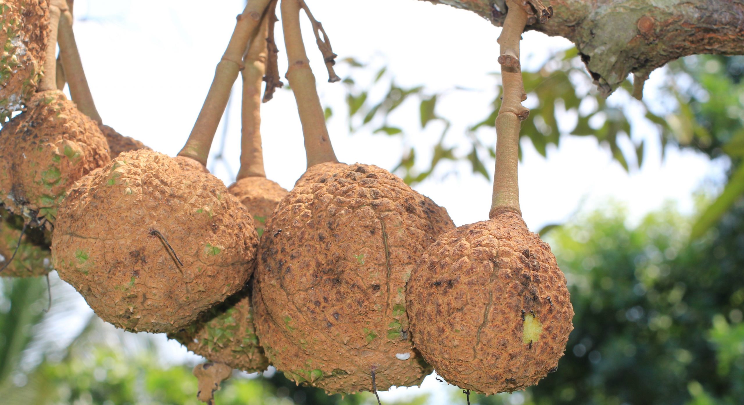 Durian Tanpa Duri? Indonesia Perkenalkan ‘Thornless Durian’ Selepas 12 Tahun Bereksperimen