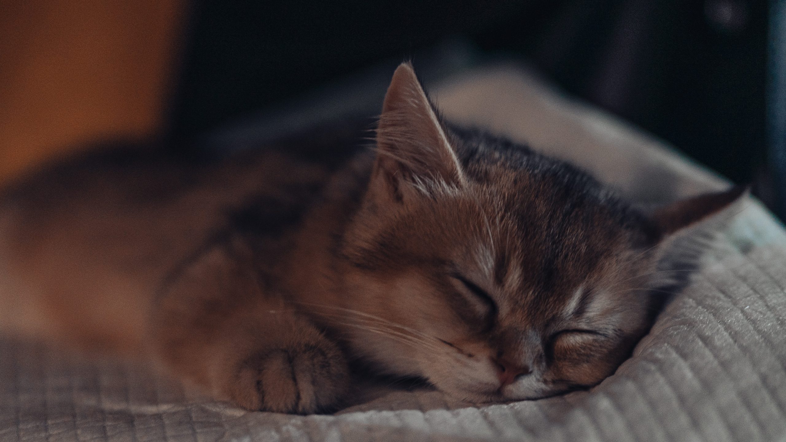 Tahukah Kucing Menghabiskan Lebih Separuh Dari Hari Mereka Dengan Tidur?