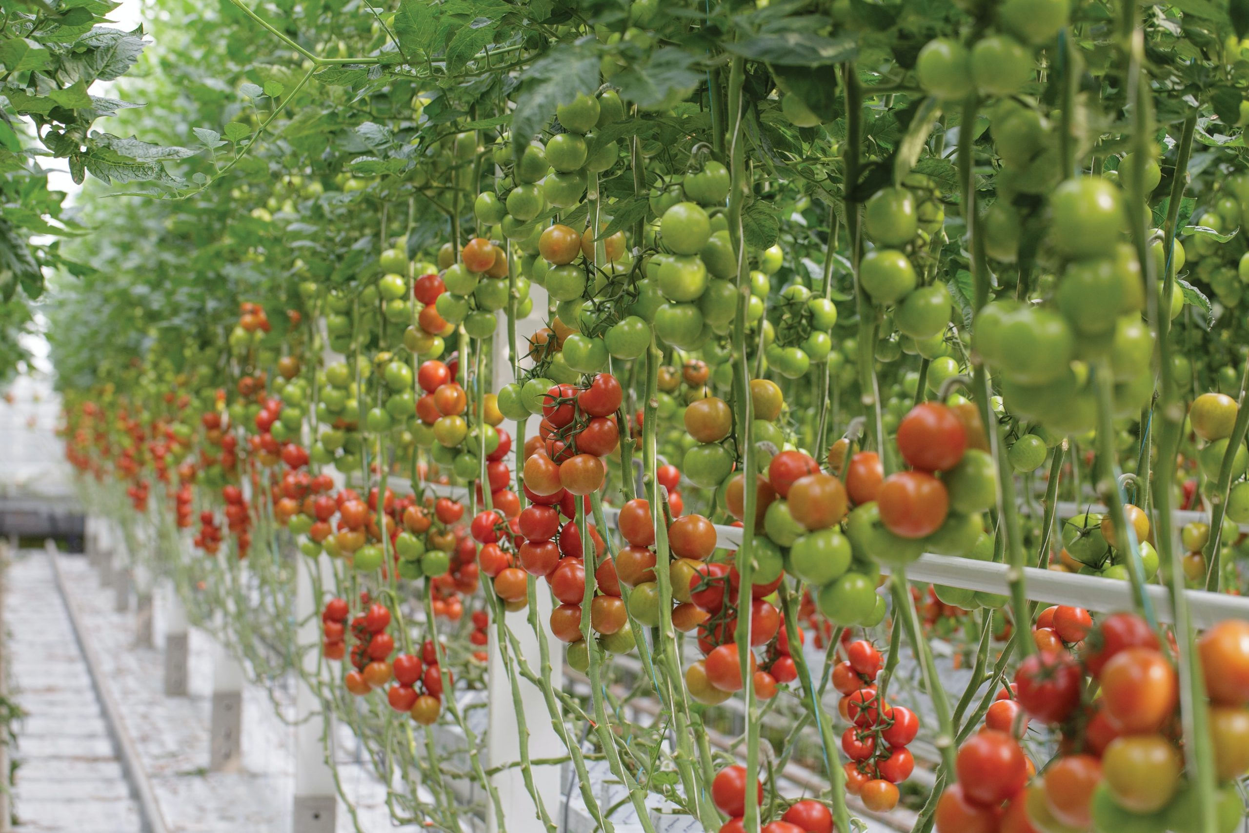 Kajian Menyatakan Sumber Vitamin D Kini Boleh Diperoleh Daripada Buah Tomato