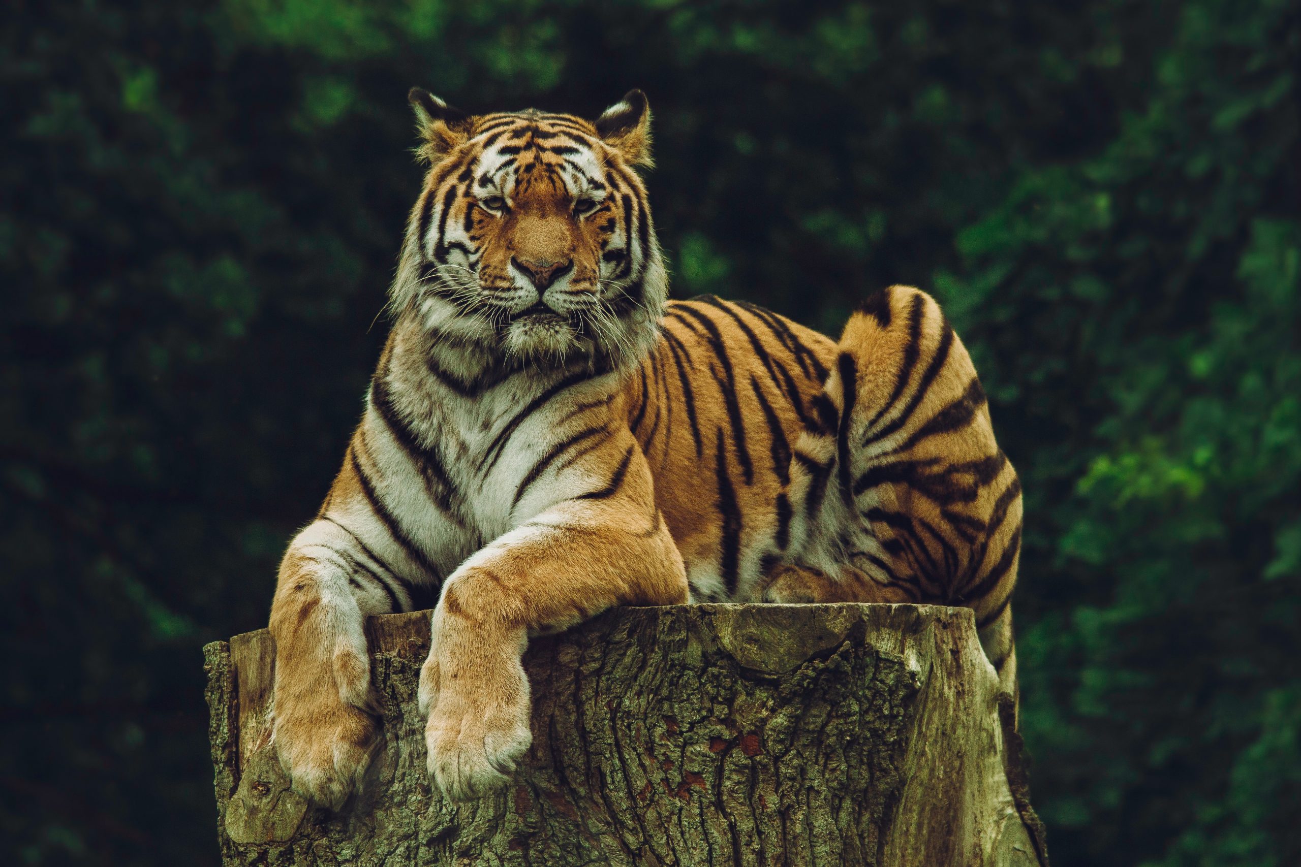 Tahukah Anda Belang Untuk Setiap Harimau Adalah Berbeza – Sama Seperti Cap Jari Manusia?