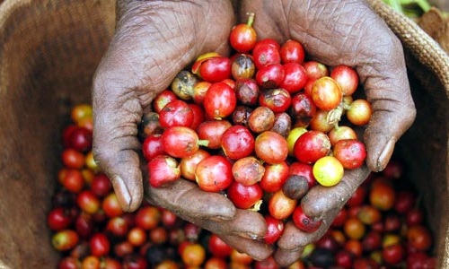 Manis Dan Uniknya Kopi Kenya