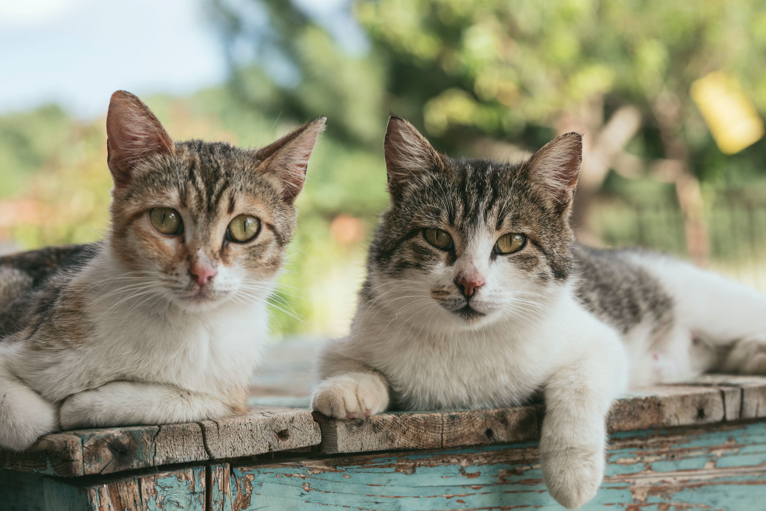 Tahukah Anda Kucing Boleh Tahu Nama Kucing Lain Yang Tinggal Bersama?
