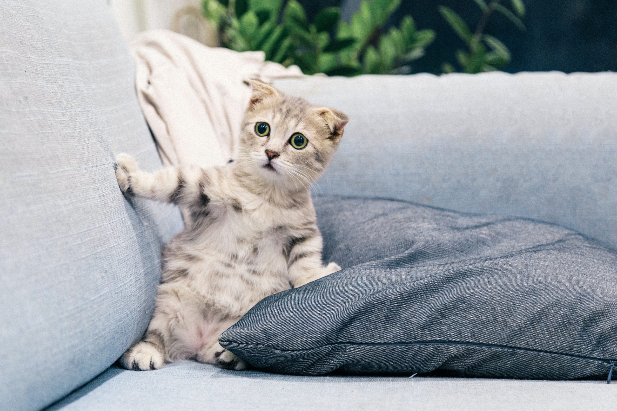 Ketahui Bahasa Kucing – Apakah Maksud ‘Meow’ Yang Anda Dengari?