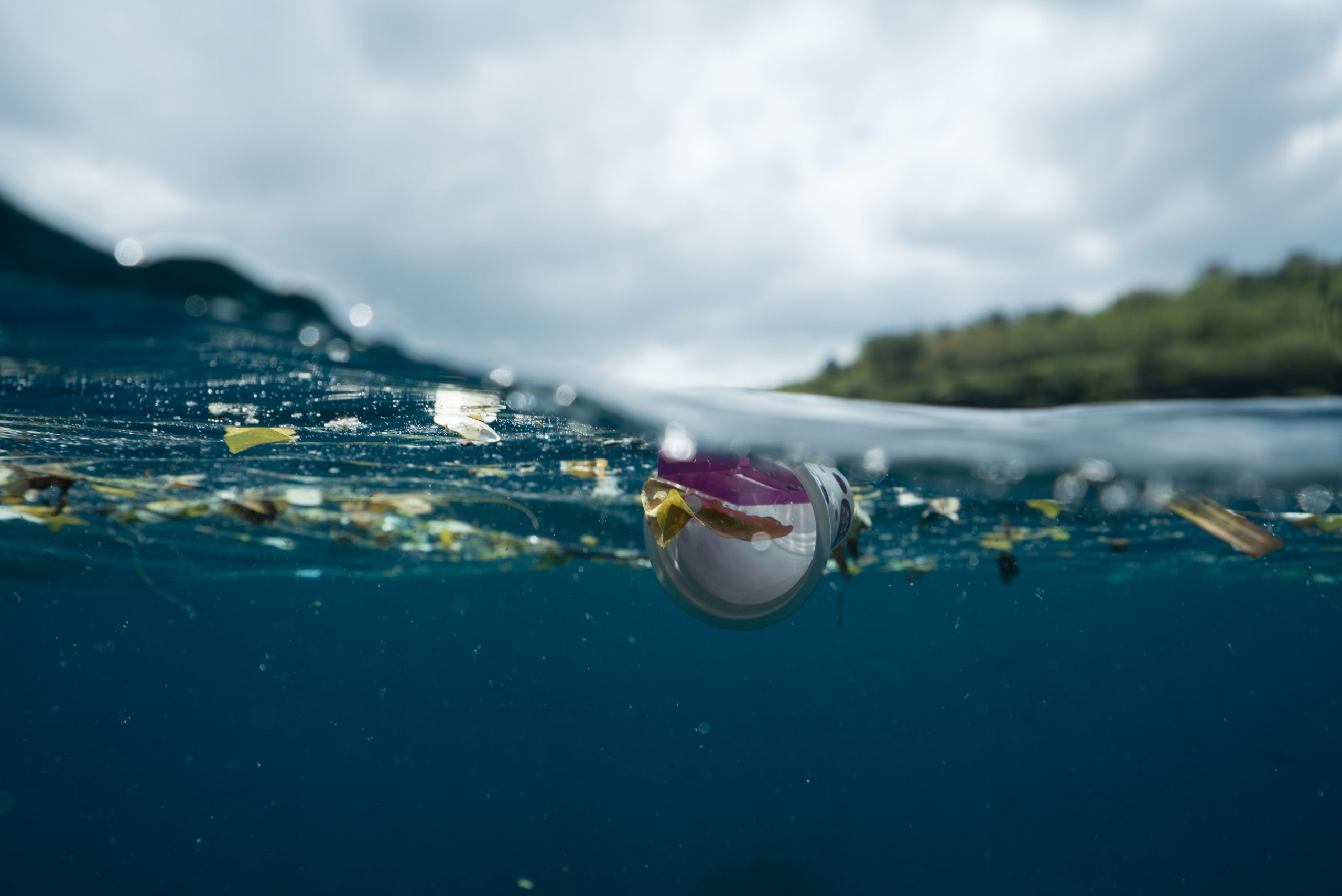 Dari Sampah Laut Hingga Makanan Hewan Laut Bertubuh Besar