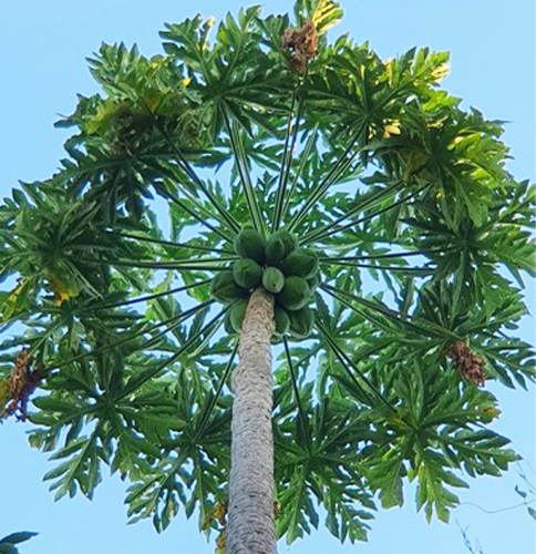 Pokok Betik Tertinggi Di Dunia Ditemui Di Brazil – Tampil Dengan Ketinggian Mencecah 14.55 Meter