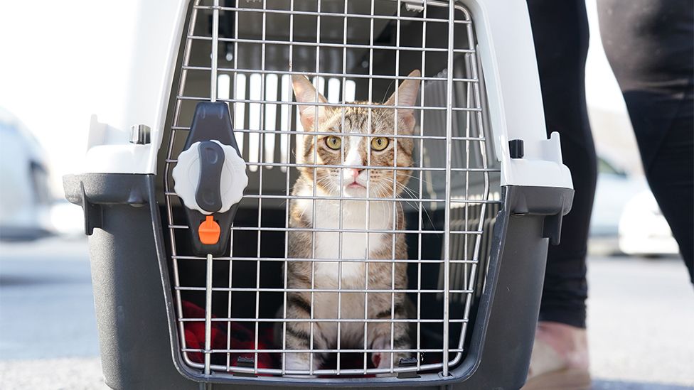 Kucing Di Piala Dunia, Ada Yang Diadopsi Serta Ikut Dalam Konferensi Pers&nbsp;