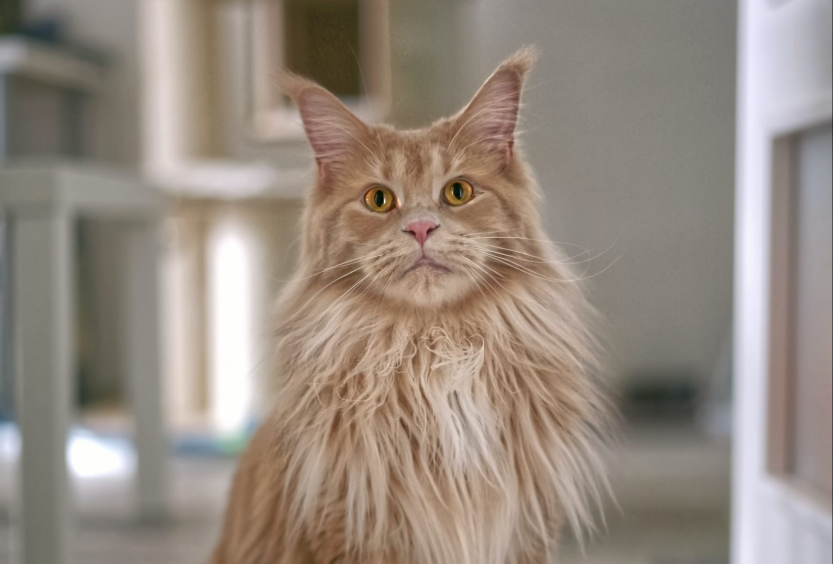 Tahukah Anda Kucing Maine Coon Merupakan Baka Kucing Domestik Yang Terbesar Di Dunia?