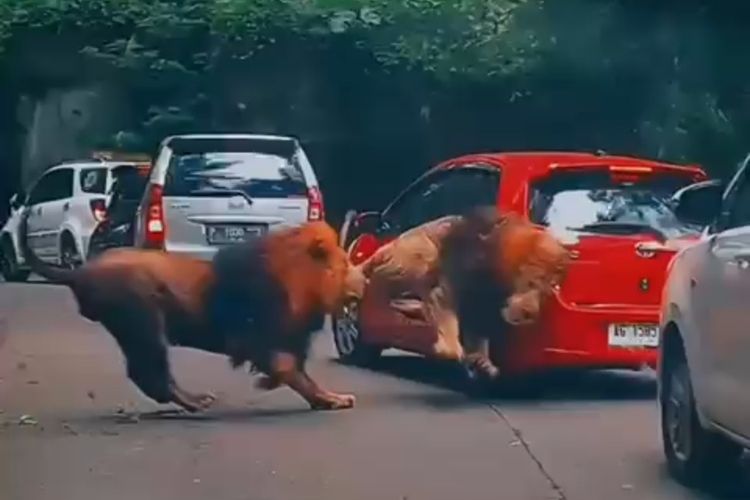 Membawa Kendaraan Ke Taman Safari? Yuk Simak Tipsnya&nbsp;