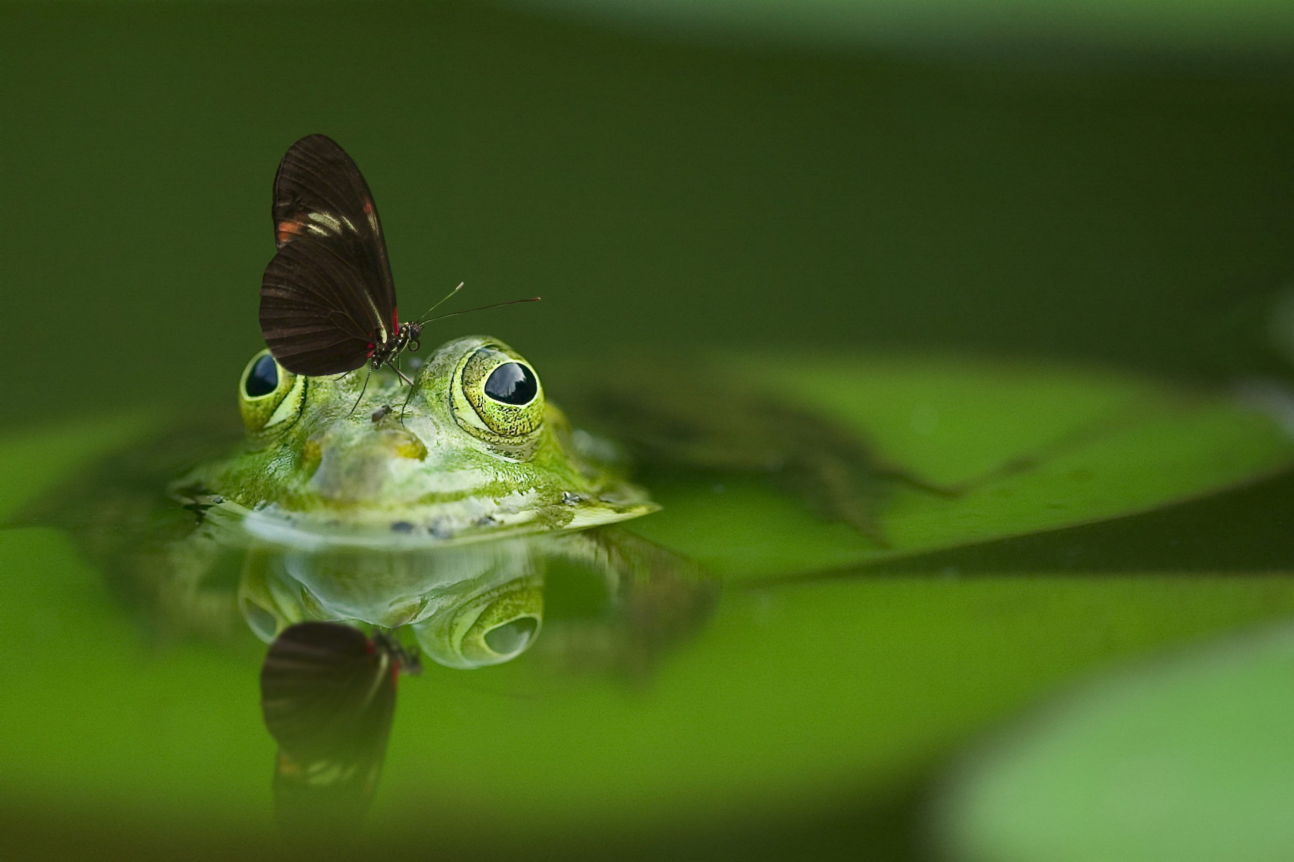 Katak Yang Berada Di Luar Tempurung&nbsp;