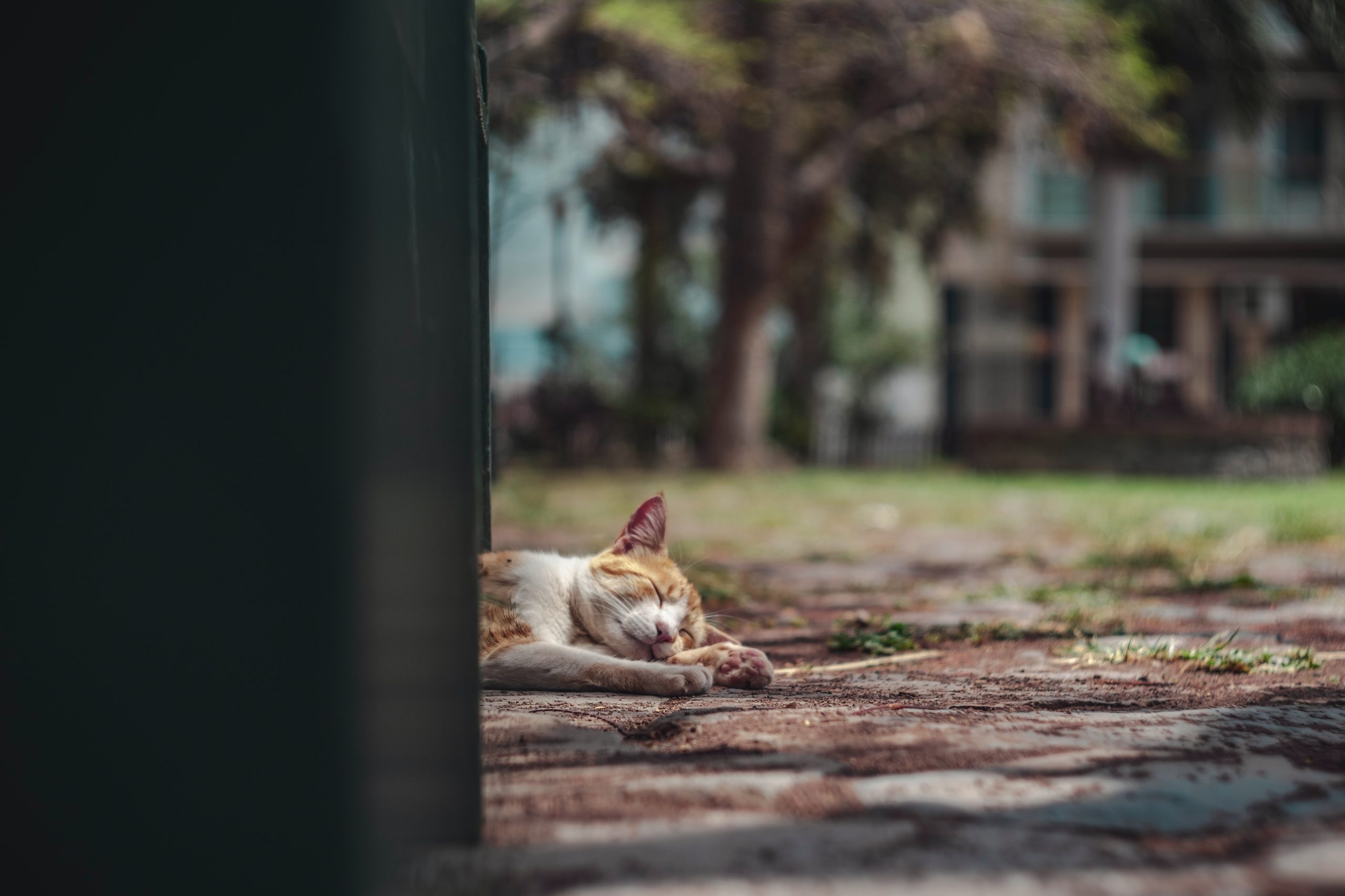 Ketahui Keadaan Kucing Anda – Haiwan Juga Boleh Mengalami Strok Haba