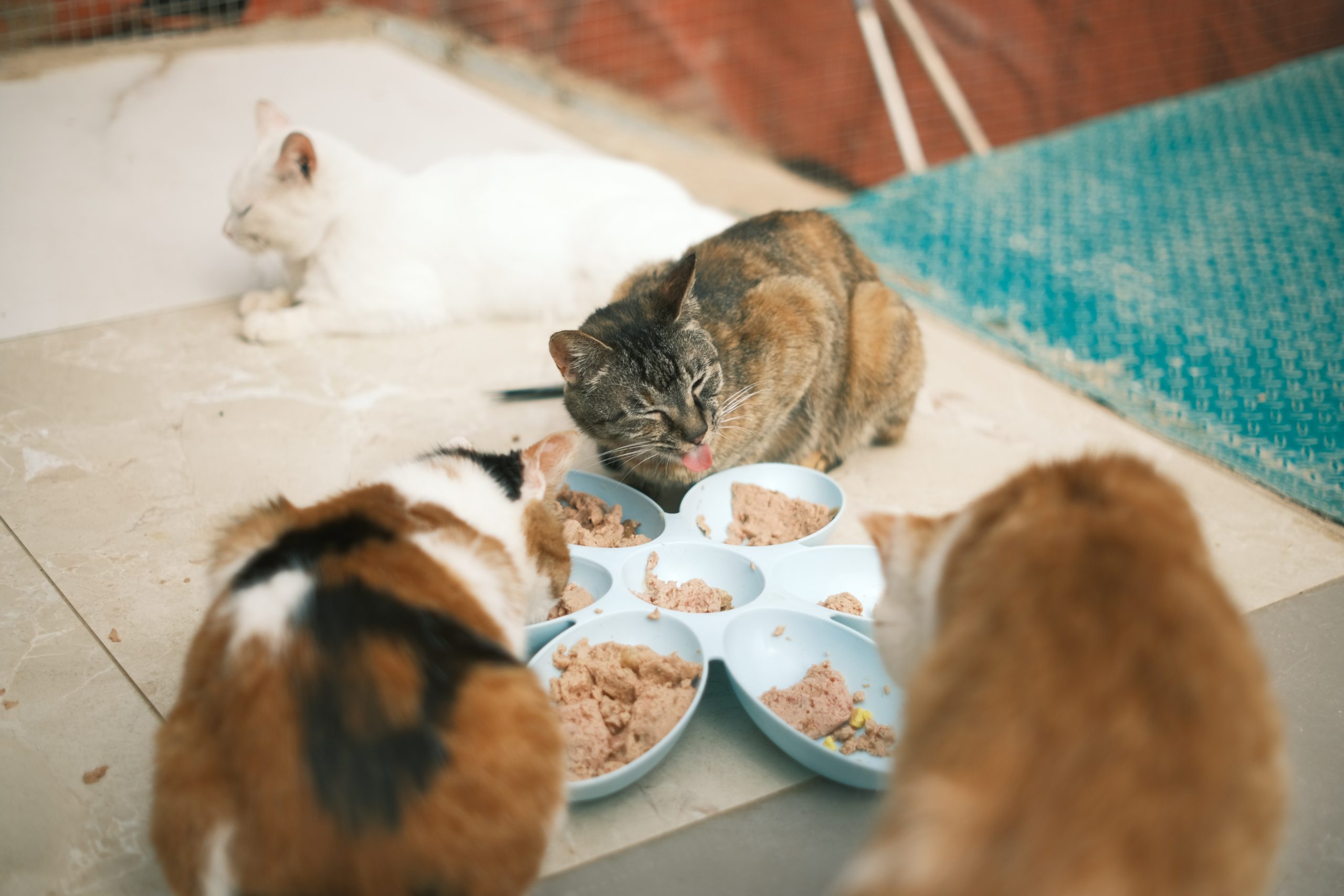 Kandungan Apa Saja Yang Diperlukan Dalam Asupan Makanan Kucing? 