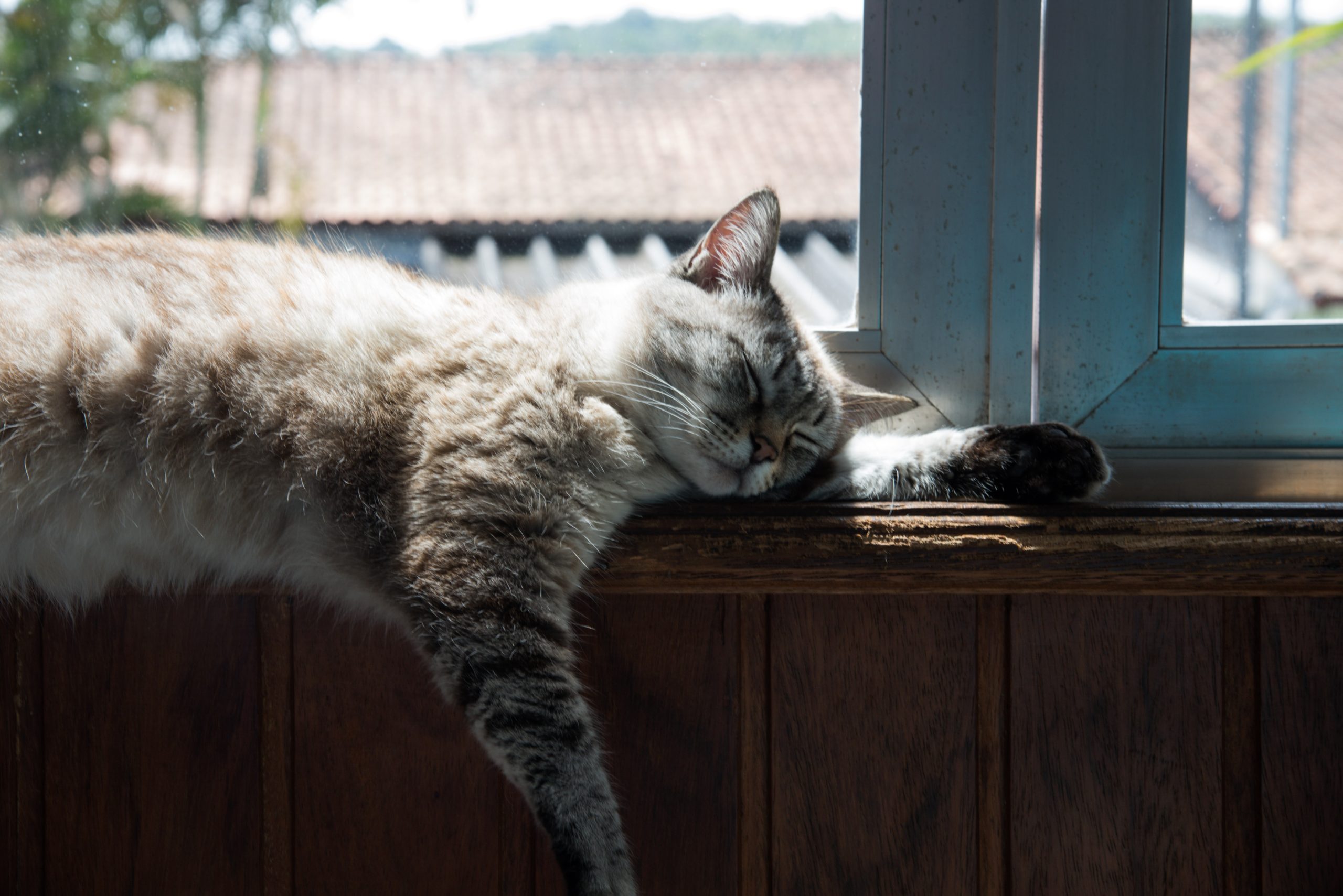 Kucing Alami Penurunan Berat Badan Yang Mendadak – Mengapa Kucing Anda Tidak Mahu Makan?