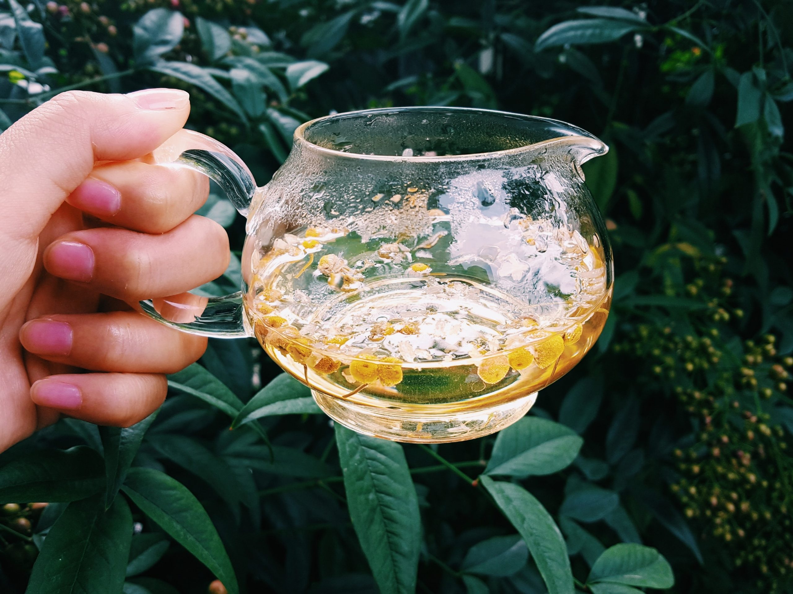 Ketahui Khasiat Dan Kelebihan Menikmati Teh Chamomile Kepada Individu