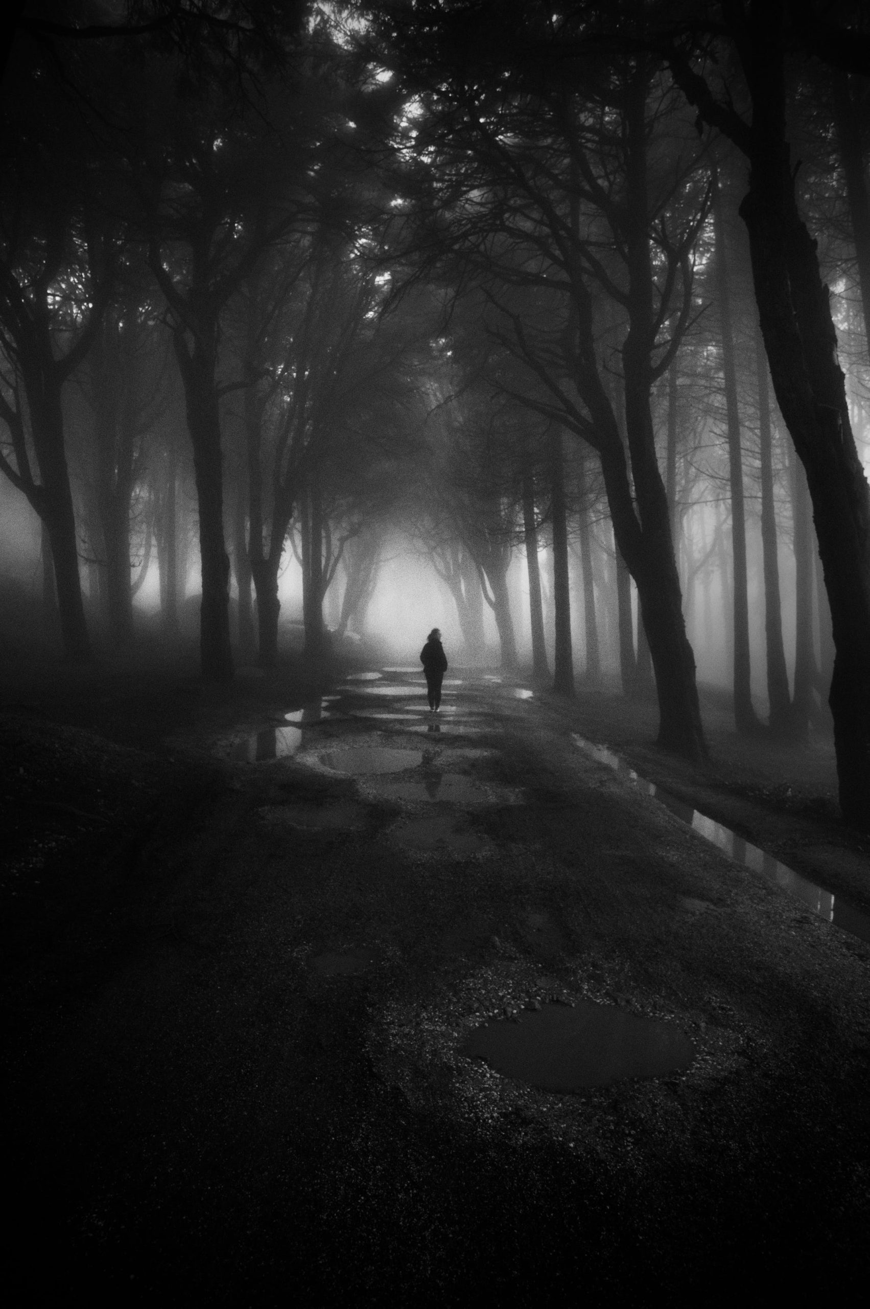 Perjalanan Di Hutan 