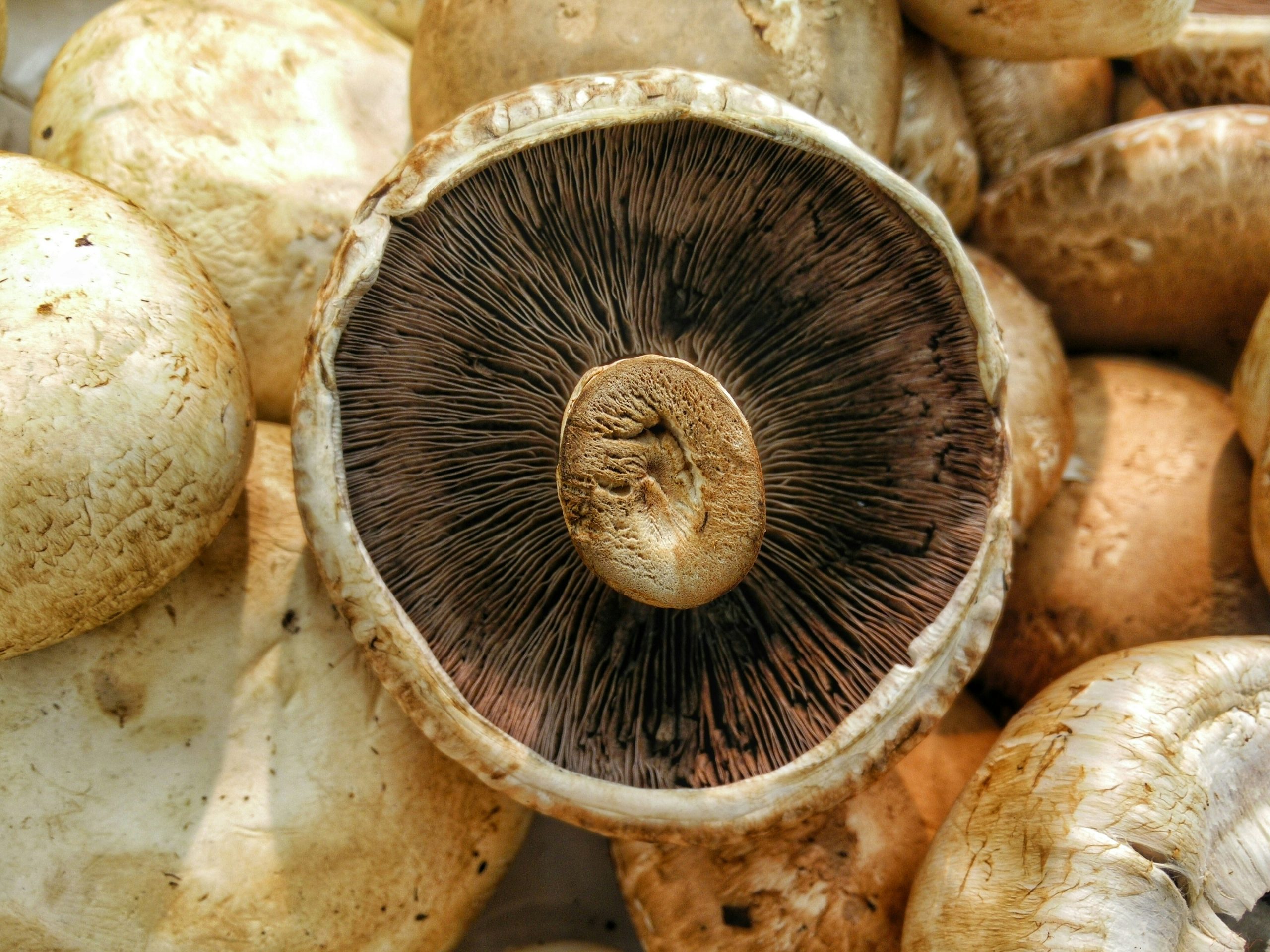 Cendawan – Bukan Sayur Dan Bukan Buah, Jadi Apa?