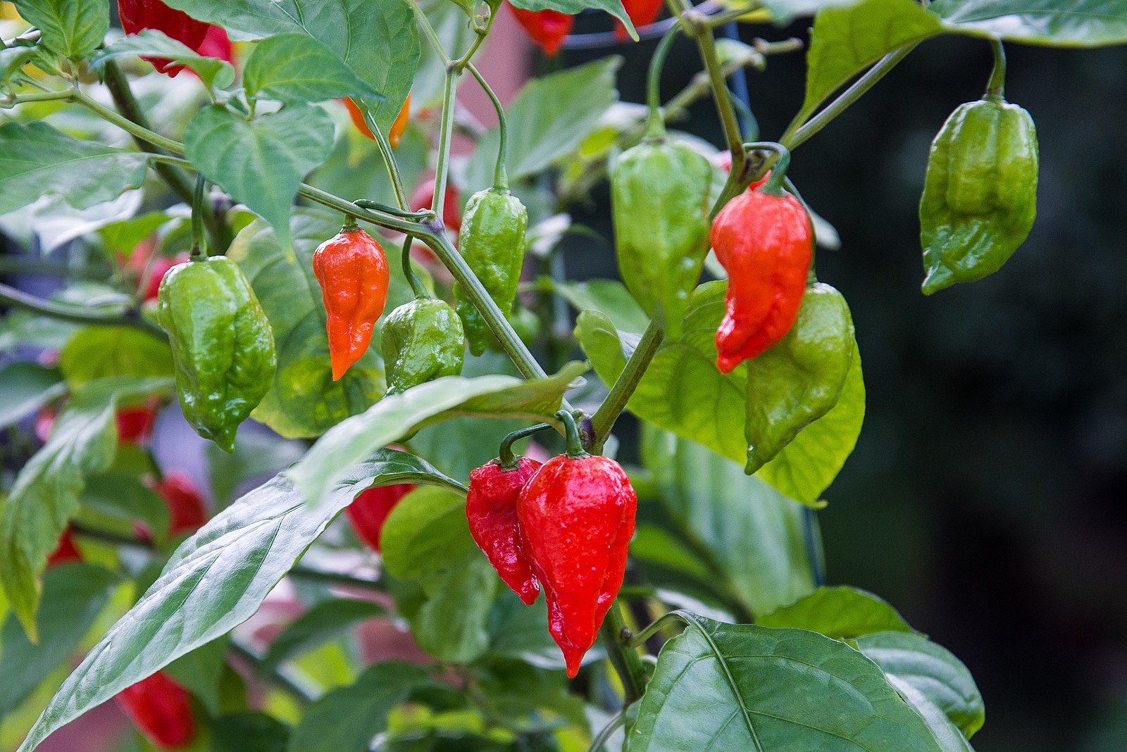 Ghost Pepper – Cili Dengan Tahap Kepedasan Mencapai 1 Juta Unit Scoville