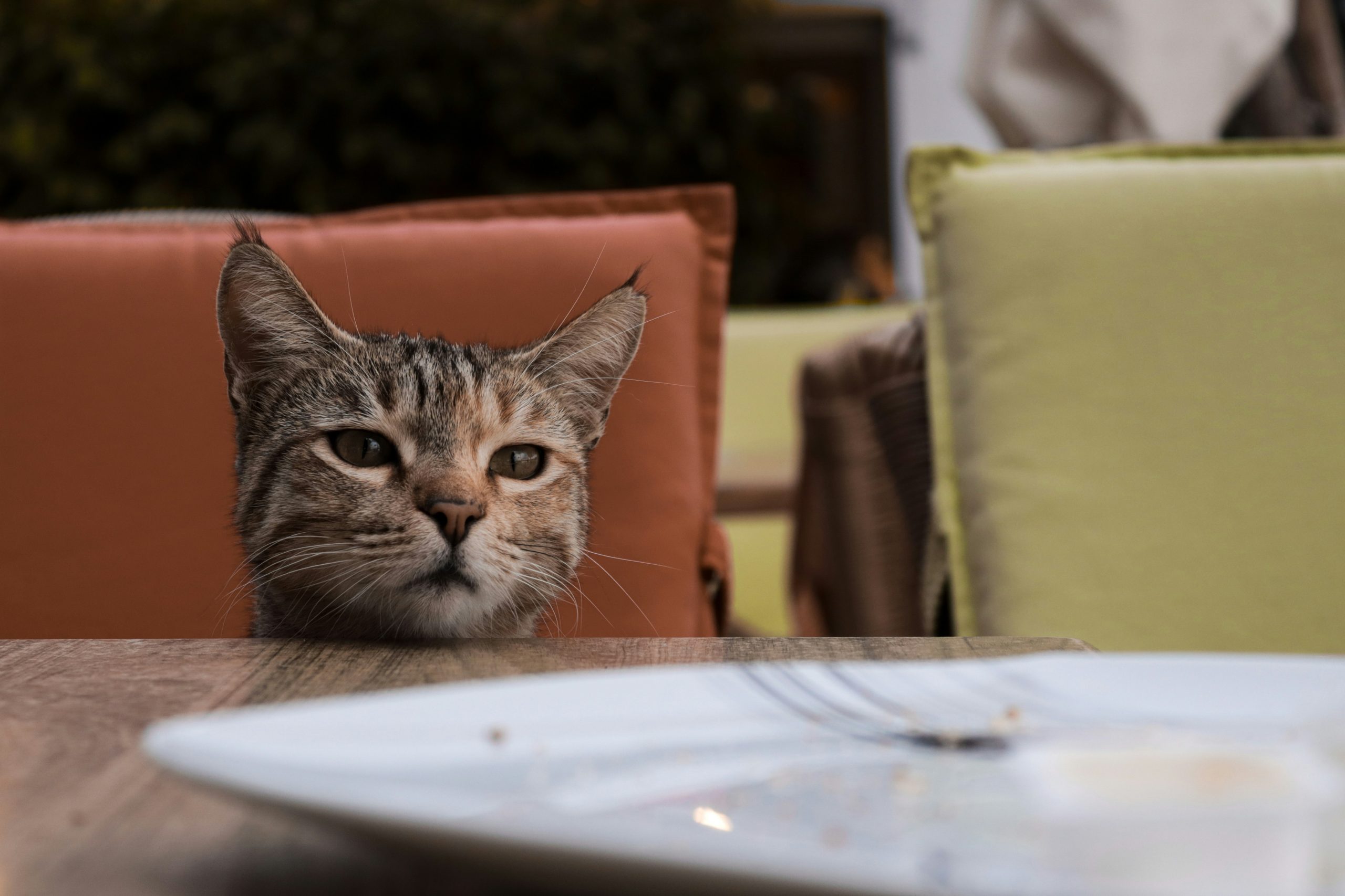 Tahukah Anda Kucing Hanya Mengiau Apabila Berkomunikasi Dengan Manusia?