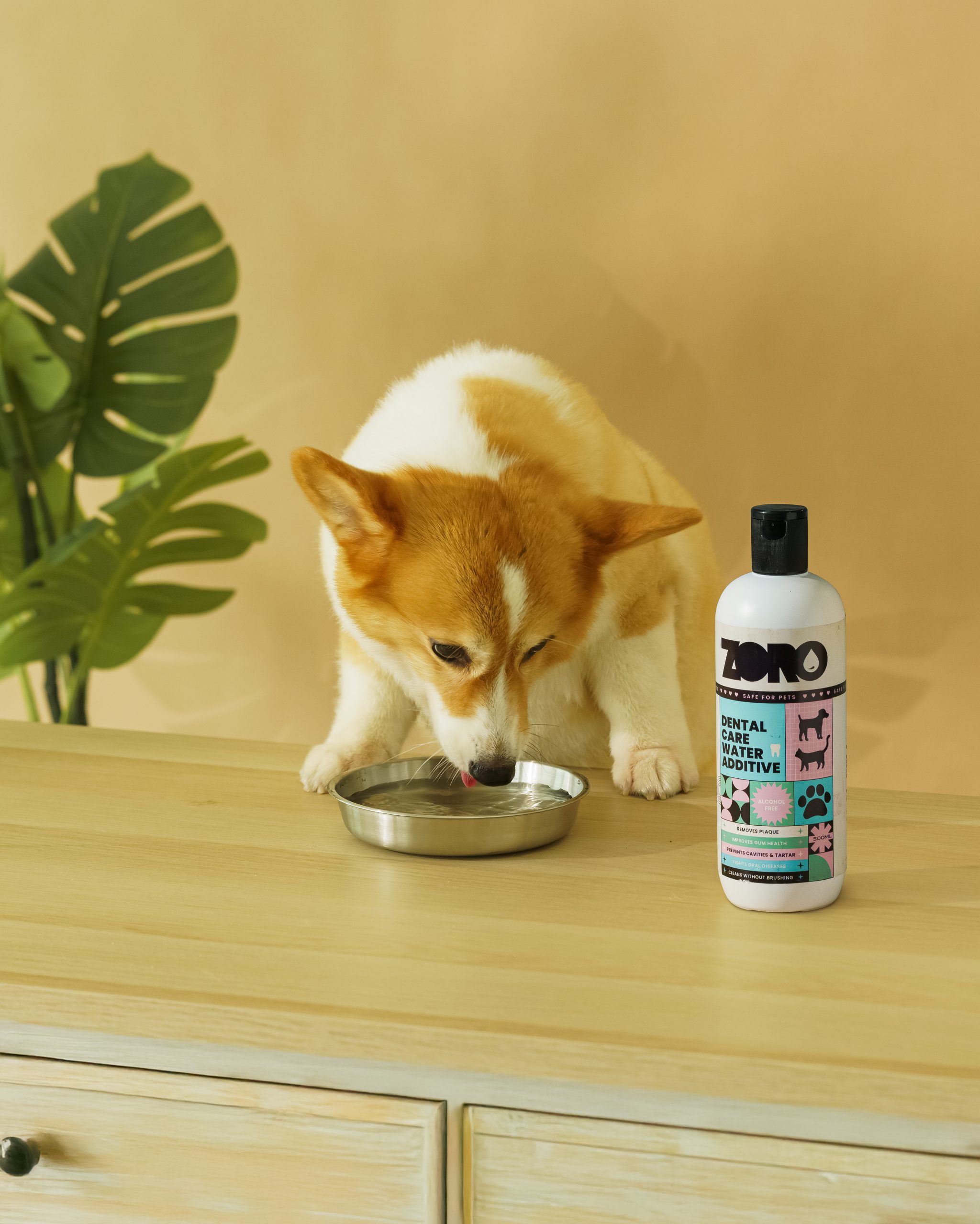 Paw-tecting Your Pets’ Oral Health: Why Pet Owners Should Prioritise Dental Care