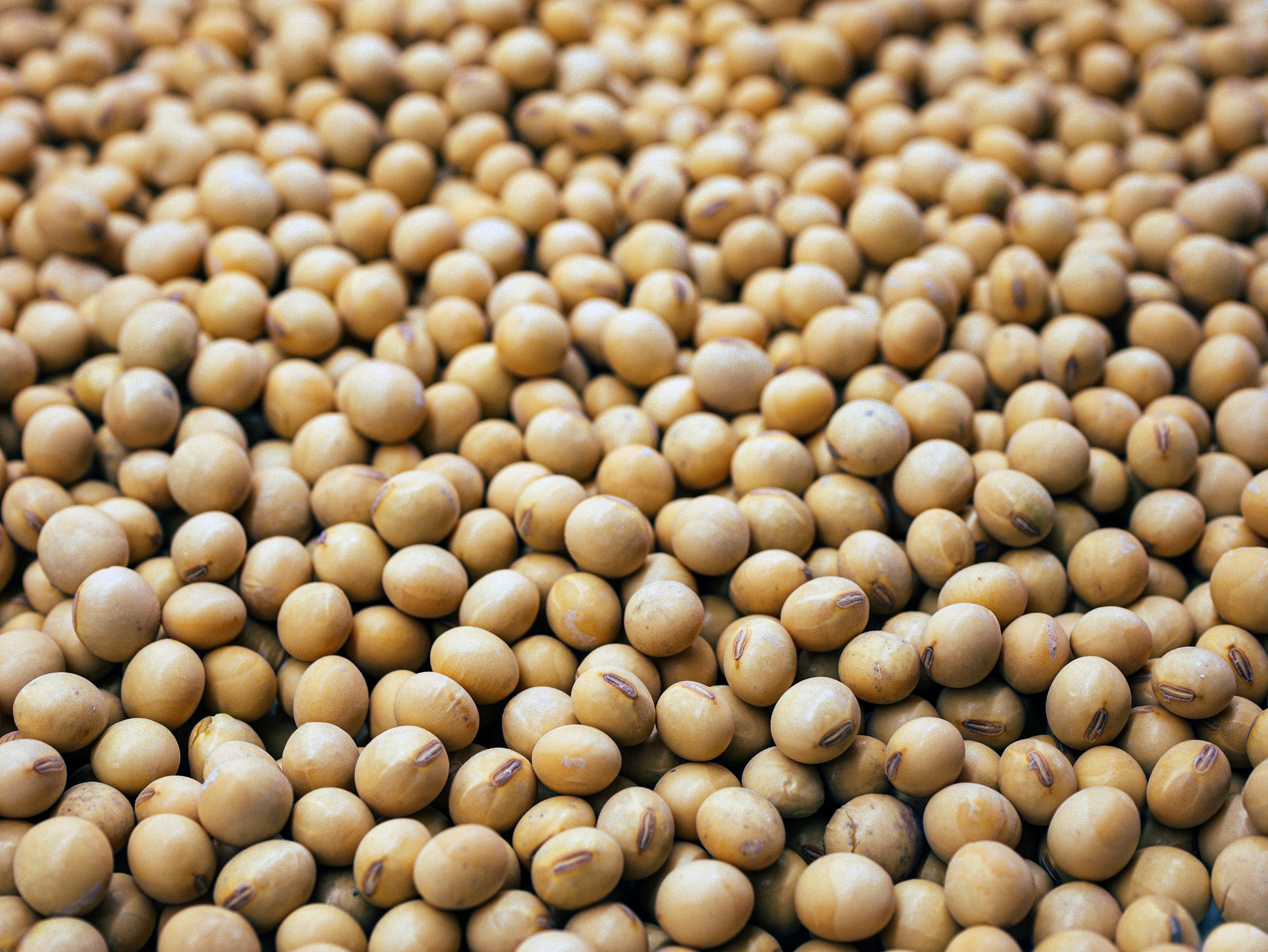 Dari Biji Soya Kepada Minuman – Bagaimana Soya Bijian Penuh Diuruskan Secara Lestari?