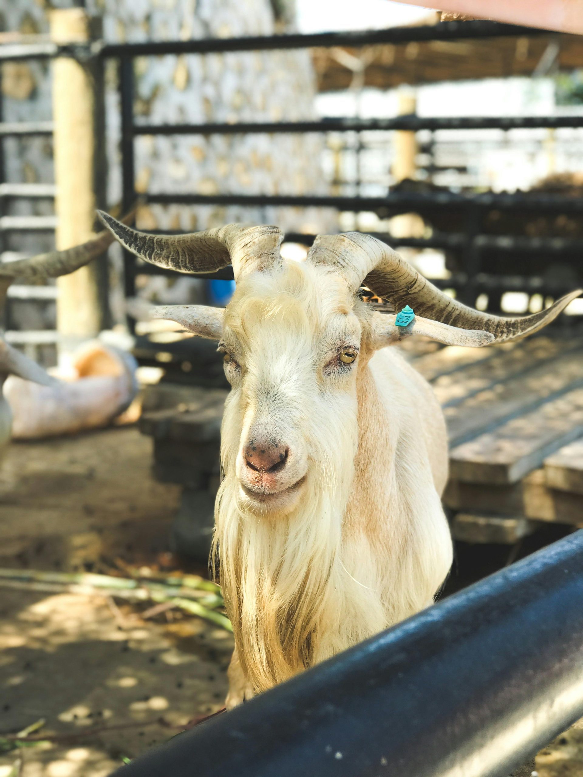 Perhatikan Takaran Saat Mengonsumsi Daging Di Hari Raya Haji