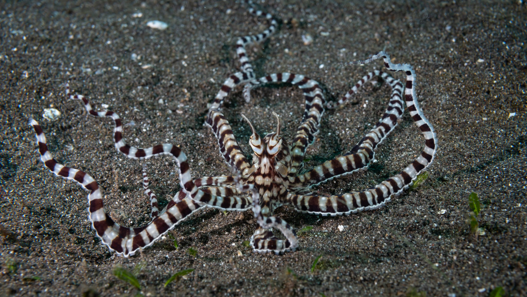 Mimic Octopus – Spesies Sotong Yang Boleh Meniru Bentuk, Warna Dan Pergerakan 16 Haiwan Laut Berbeza