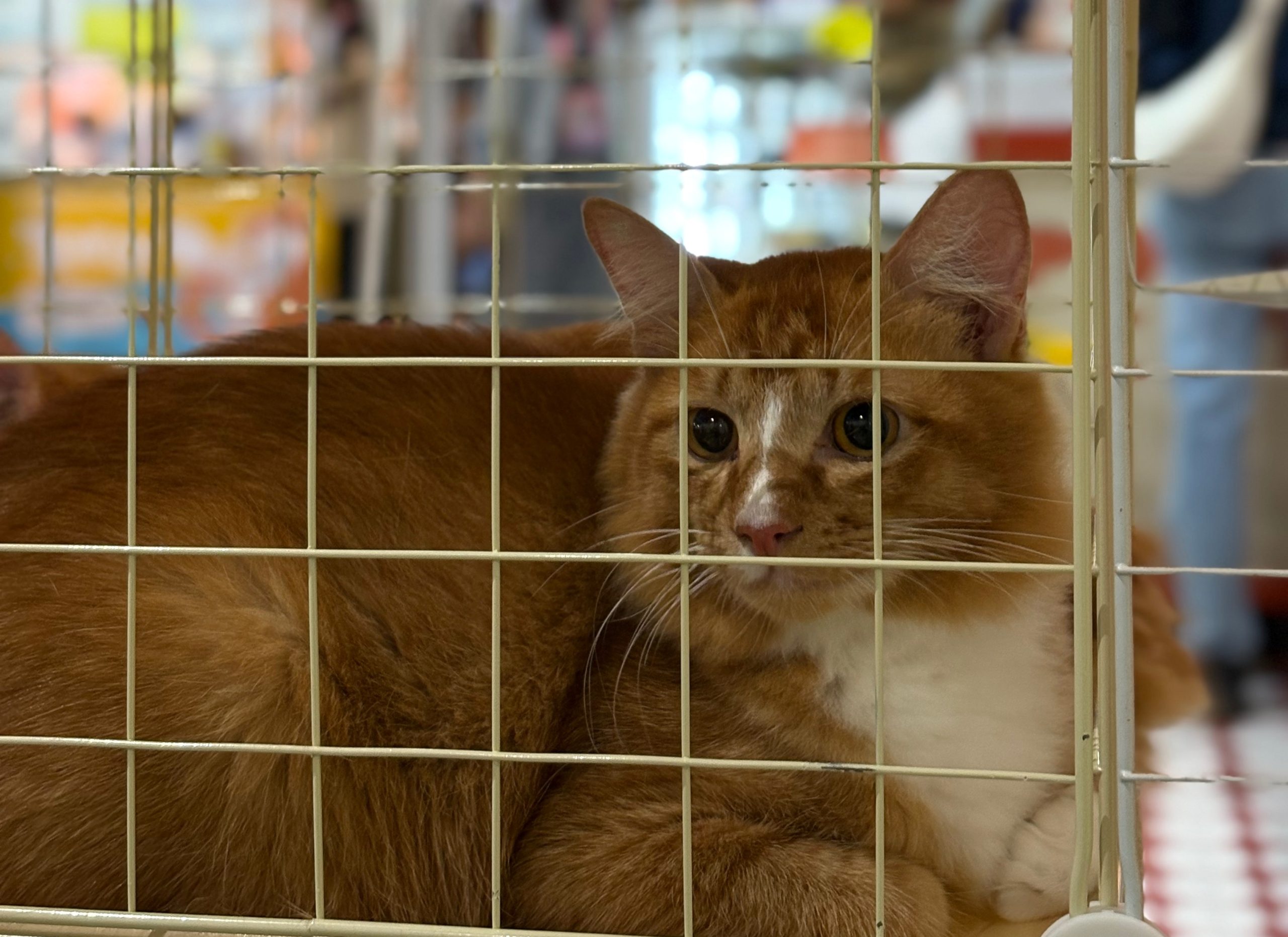 Harga Kucing Cecah RM15,000 – Apa Yang Buat Ia Begitu Mahal?