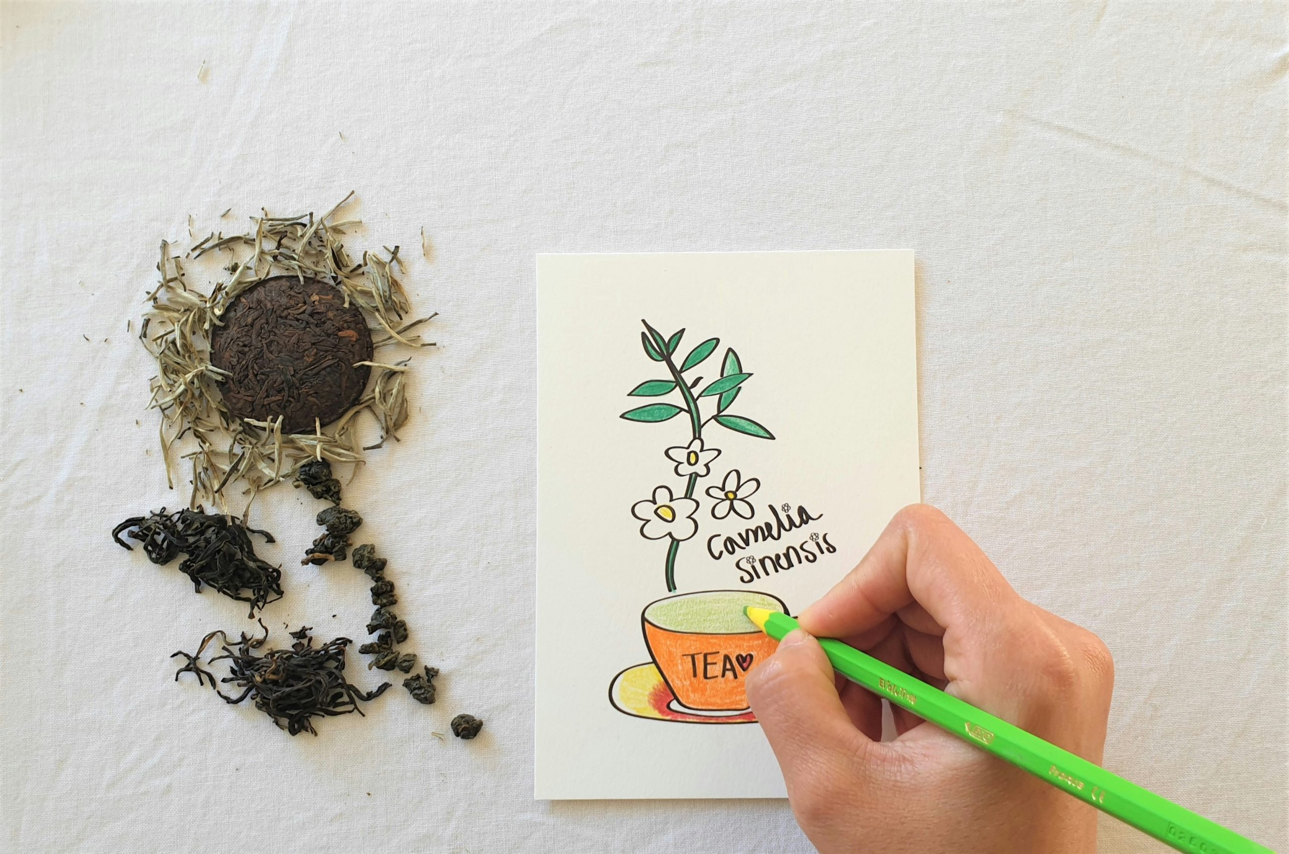 Teh Hijau, Teh Putih, Teh Oolong Semuanya Berasal Daripada Daun Yang Sama Tetapi Diproses Secara Berbeza