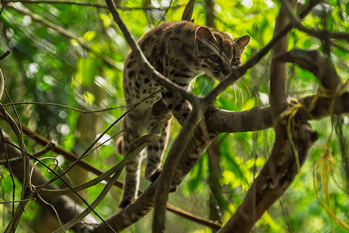 Spesies Kucing Liar Baharu Ditemui Di Bolivia